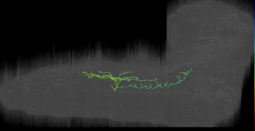 larval hugin neurons - EM (Schlegel2016)