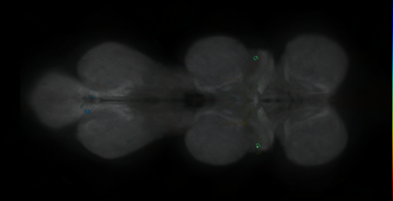 P{GMR30G12-GAL4} expression pattern