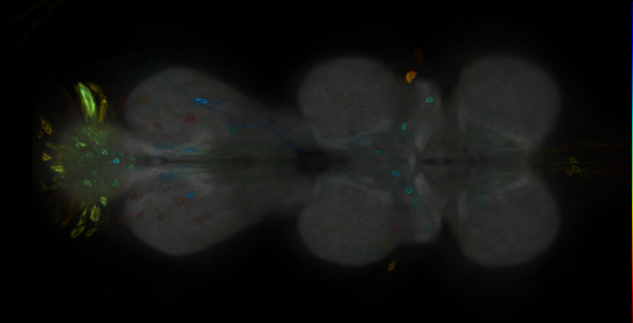 P{GMR32D12-GAL4} expression pattern