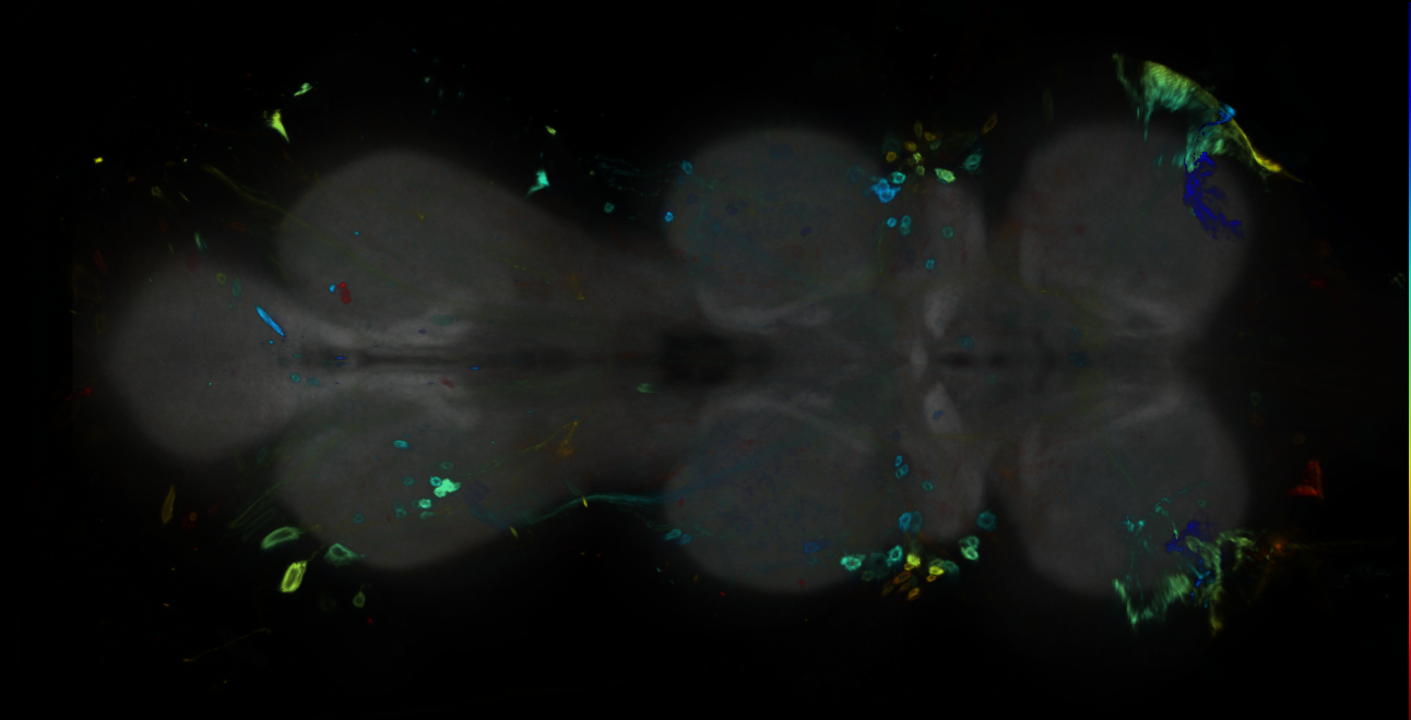 P{GMR34A09-GAL4} expression pattern