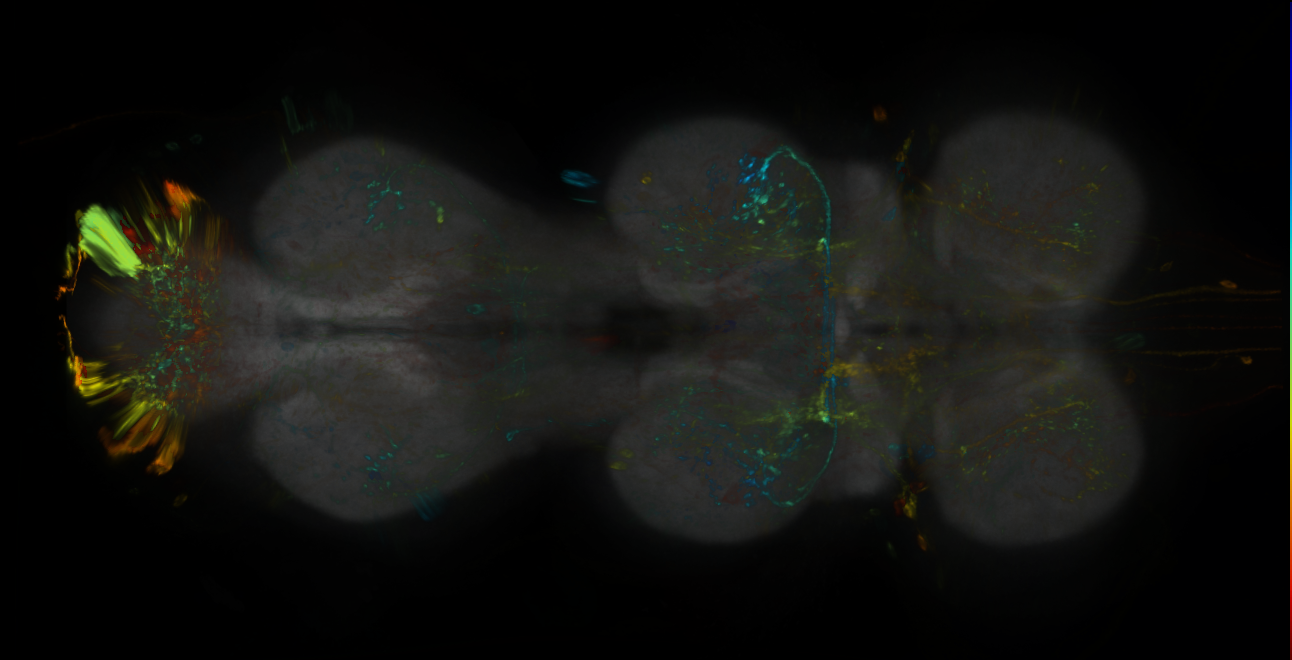 P{GMR32A10-lexA} expression pattern