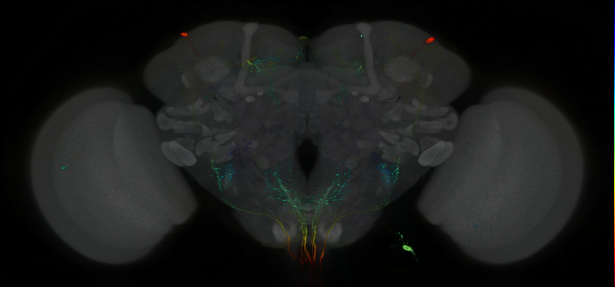 JRC_R76B10_GAL4_Brain_20110120 [VFB_00100zy1] | Virtual Fly Brain