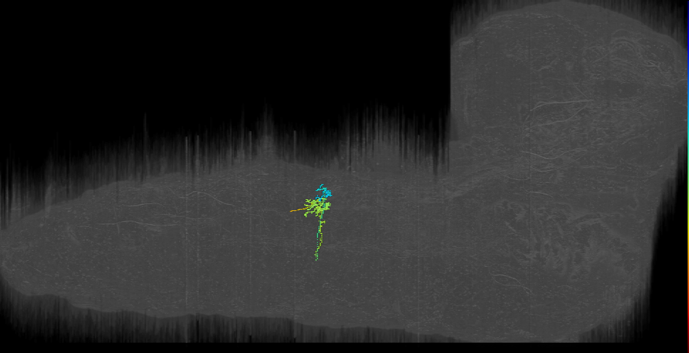 larval DO2 motor neuron of abdominal 2 neuromere
