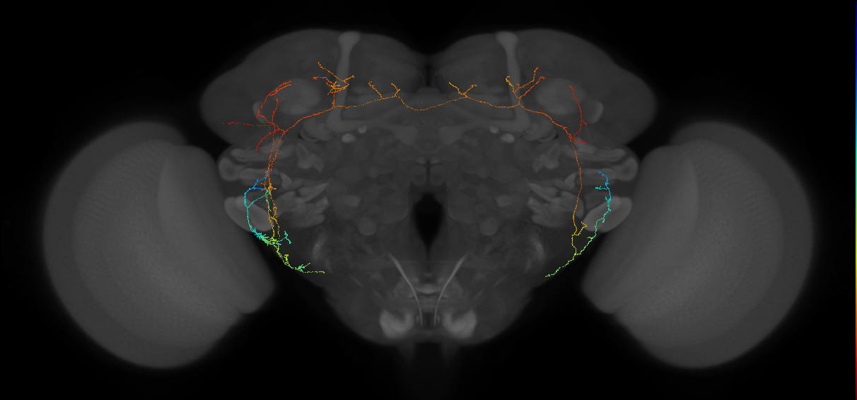 wind sensitive wedge projection neuron