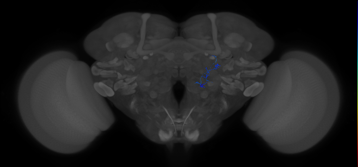 antennal lobe local neuron