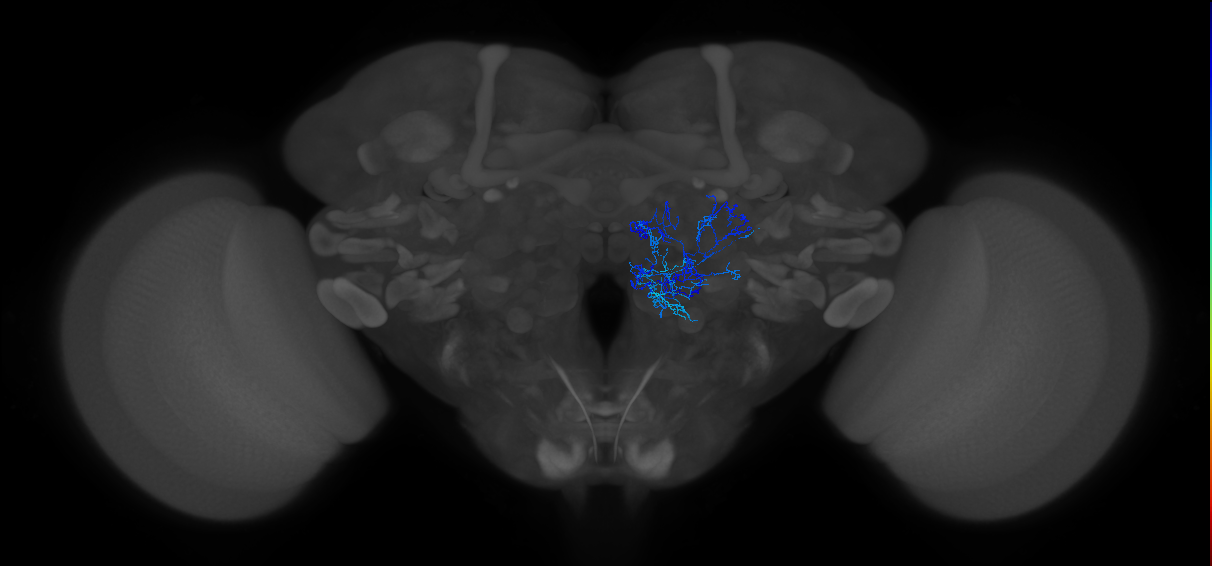 antennal lobe local neuron