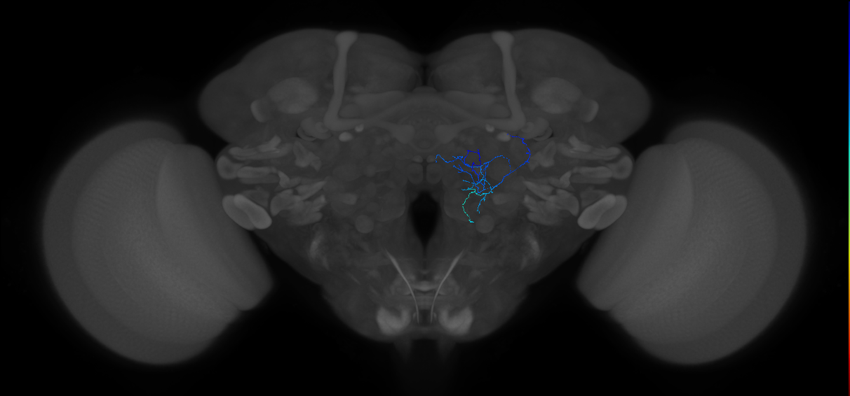 antennal lobe local neuron