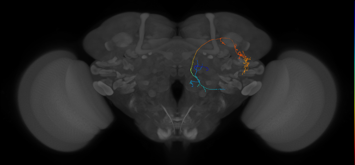adult multiglomerular antennal lobe projection neuron lvPN