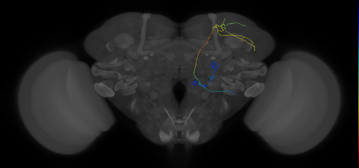 adult multiglomerular antennal lobe projection neuron lvPN