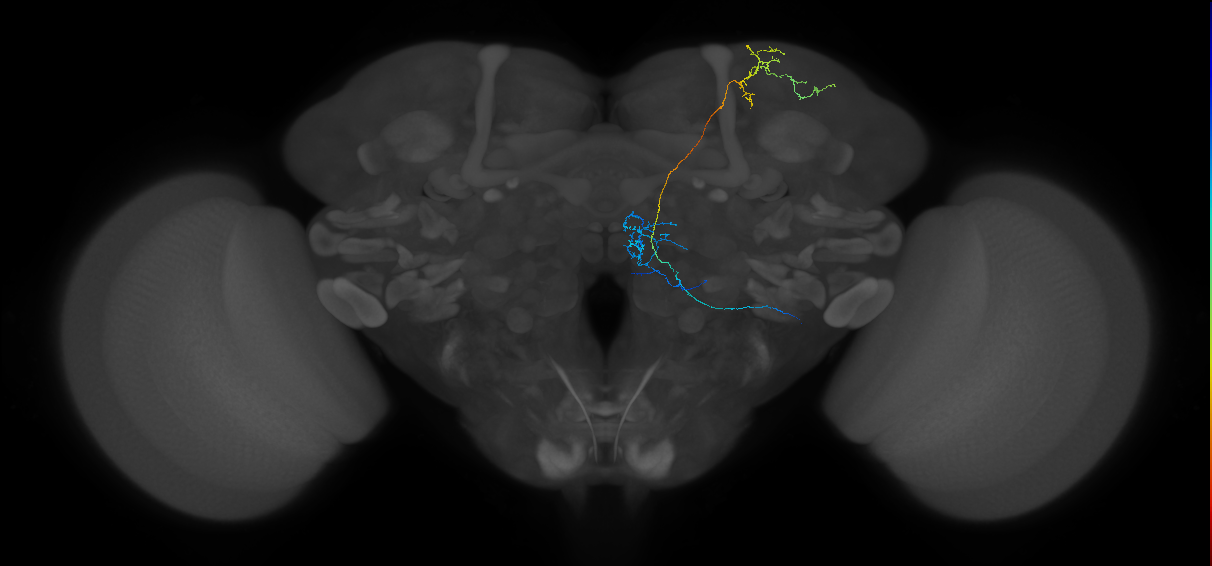 adult multiglomerular antennal lobe projection neuron lvPN