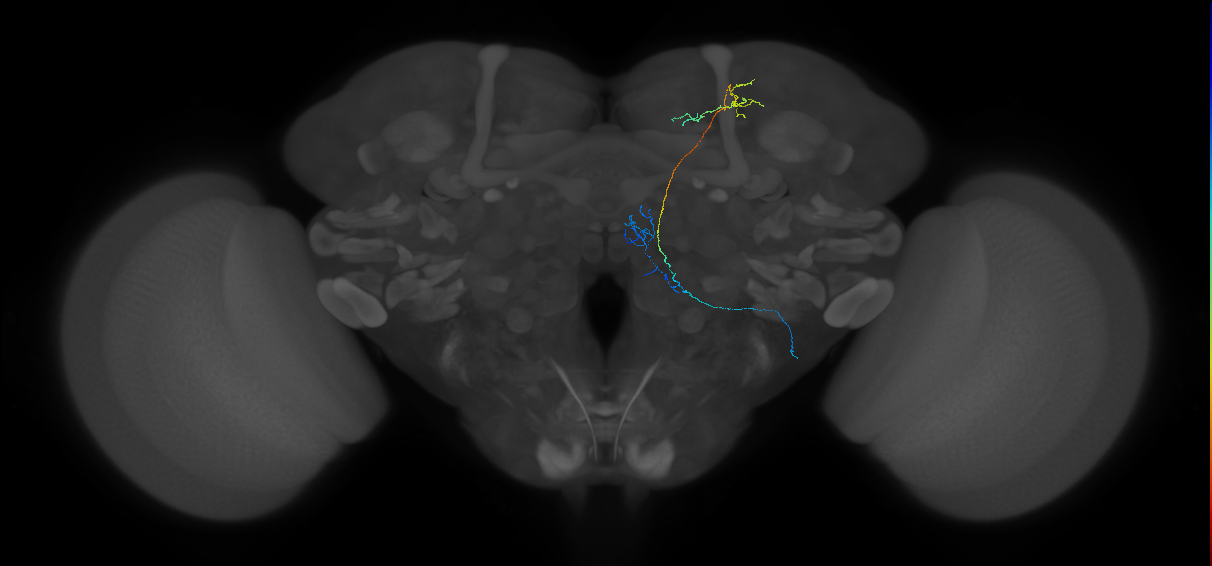 adult multiglomerular antennal lobe projection neuron lvPN