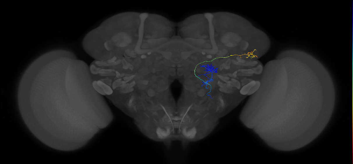 mediolateral antennal lobe tract projection neuron 2