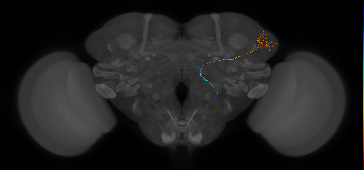 mediolateral antennal lobe tract projection neuron 2