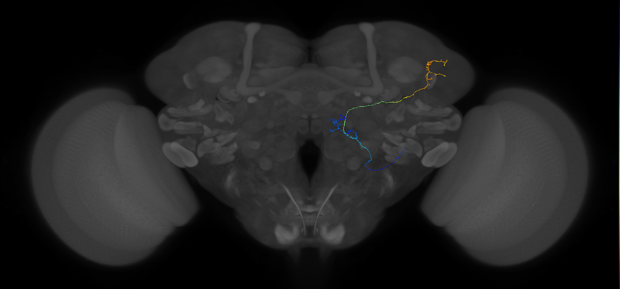 mediolateral antennal lobe tract projection neuron 2
