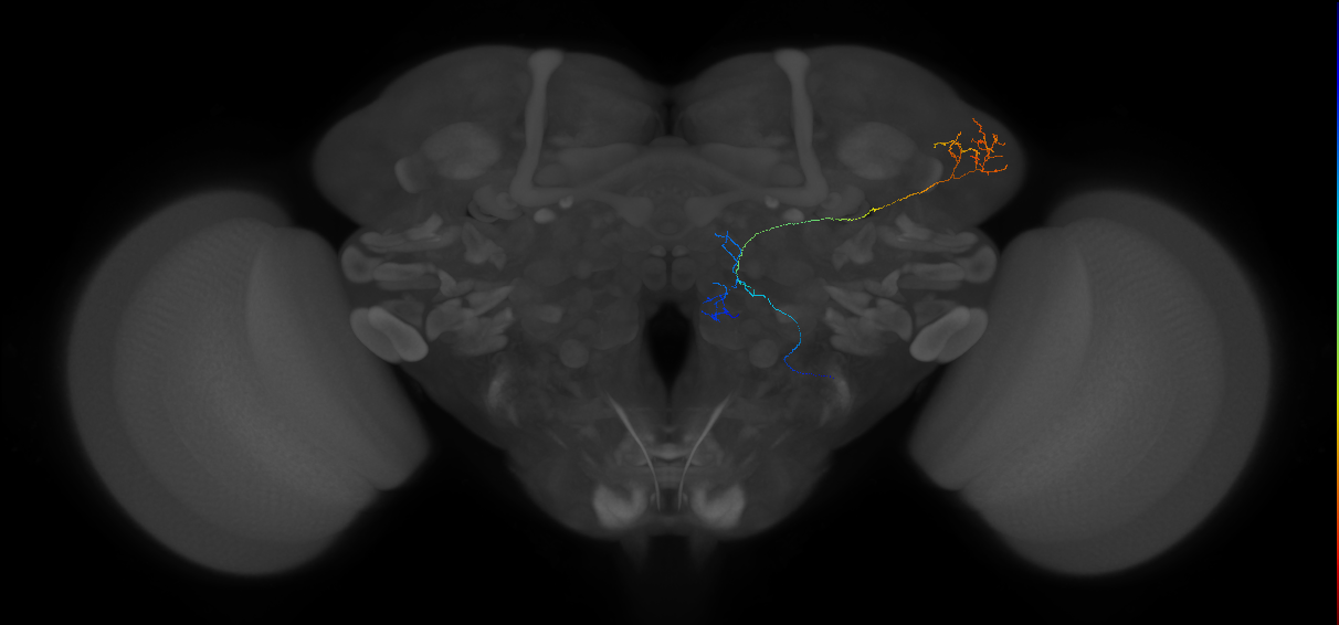 mediolateral antennal lobe tract projection neuron 2