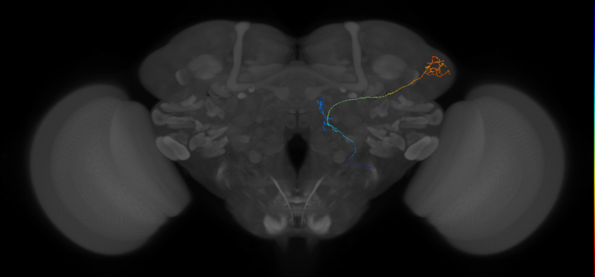 mediolateral antennal lobe tract projection neuron 2