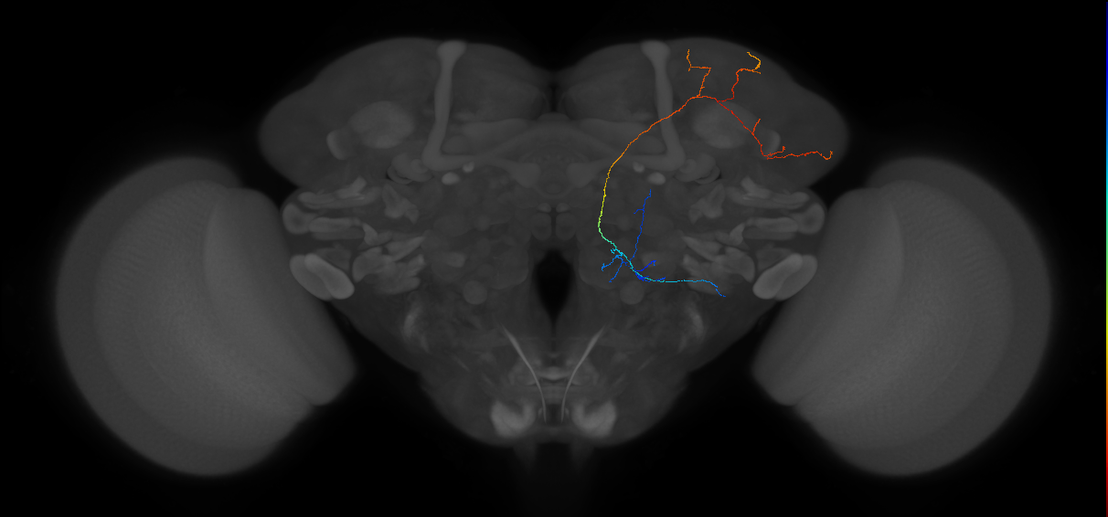 adult multiglomerular antennal lobe projection neuron lvPN