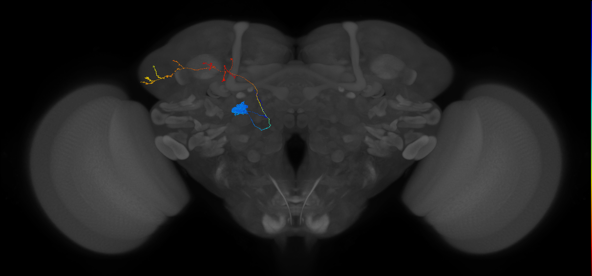 EM FAFB Bates and Schlegel et al 2020