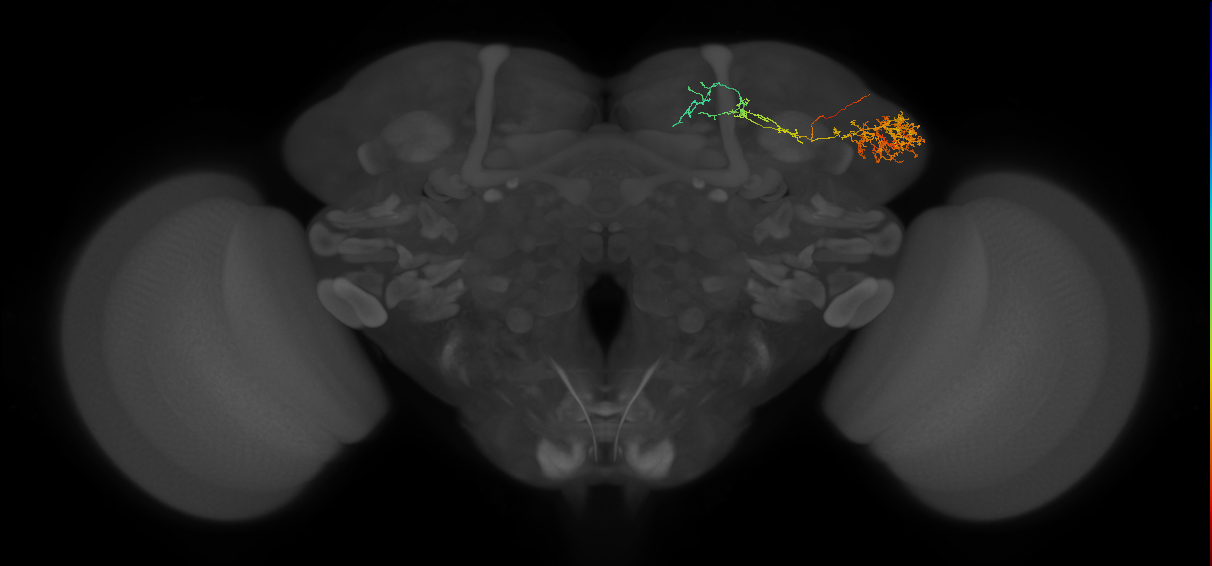 EM FAFB Dolan and Belliart-Guerin et al. 2018