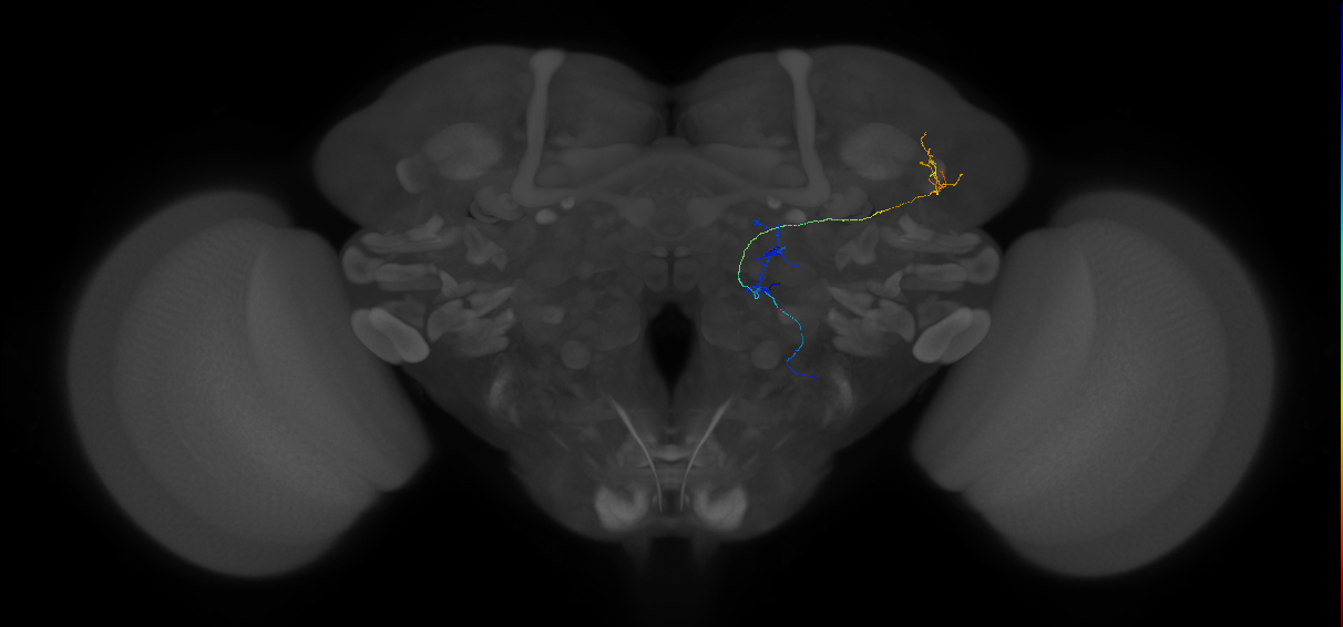 mediolateral antennal lobe tract projection neuron 2