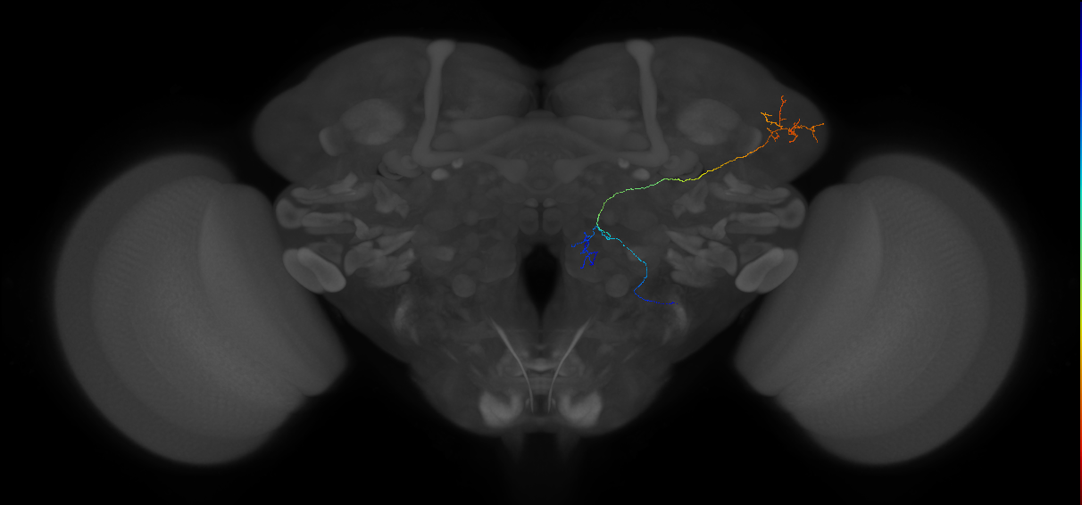 mediolateral antennal lobe tract projection neuron 2
