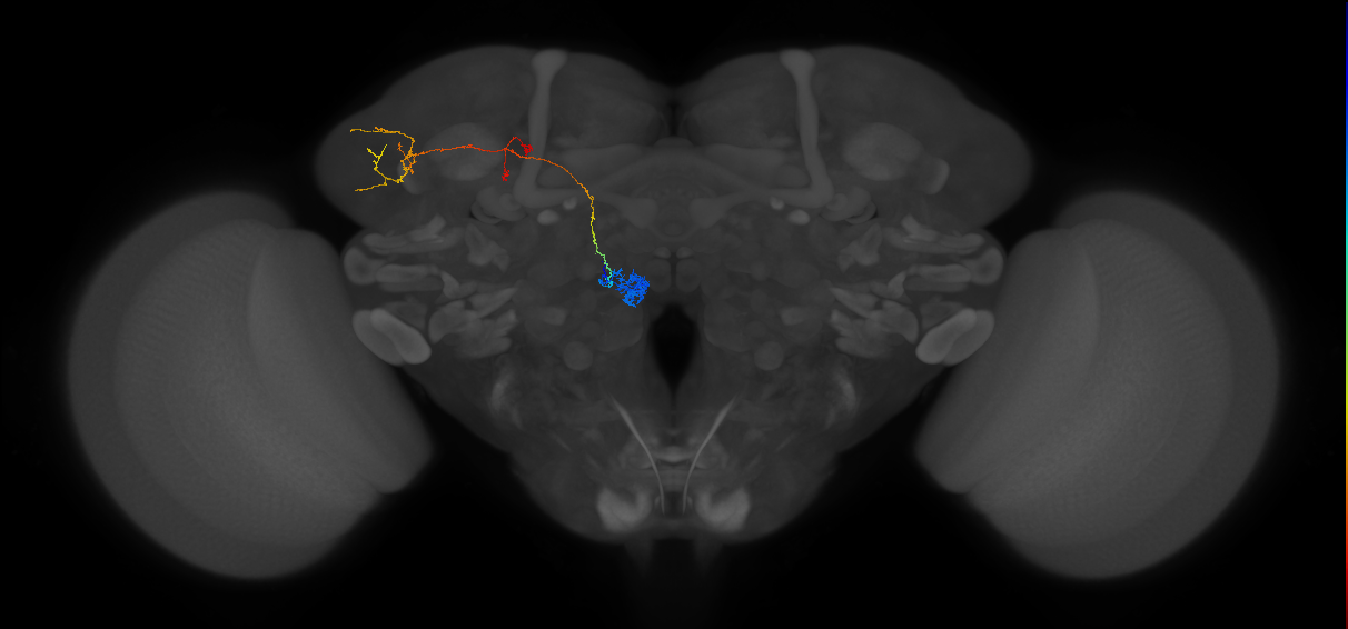 EM FAFB Bates and Schlegel et al 2020