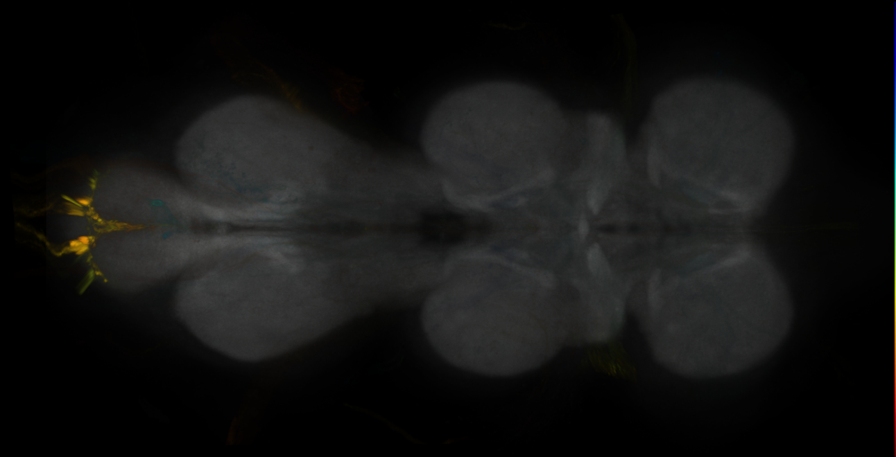 Split-GAL4 lines from Klapoetke et al. 2017