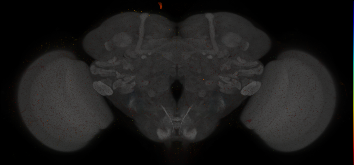 Grooming neurons and drivers (Hampel 2015)