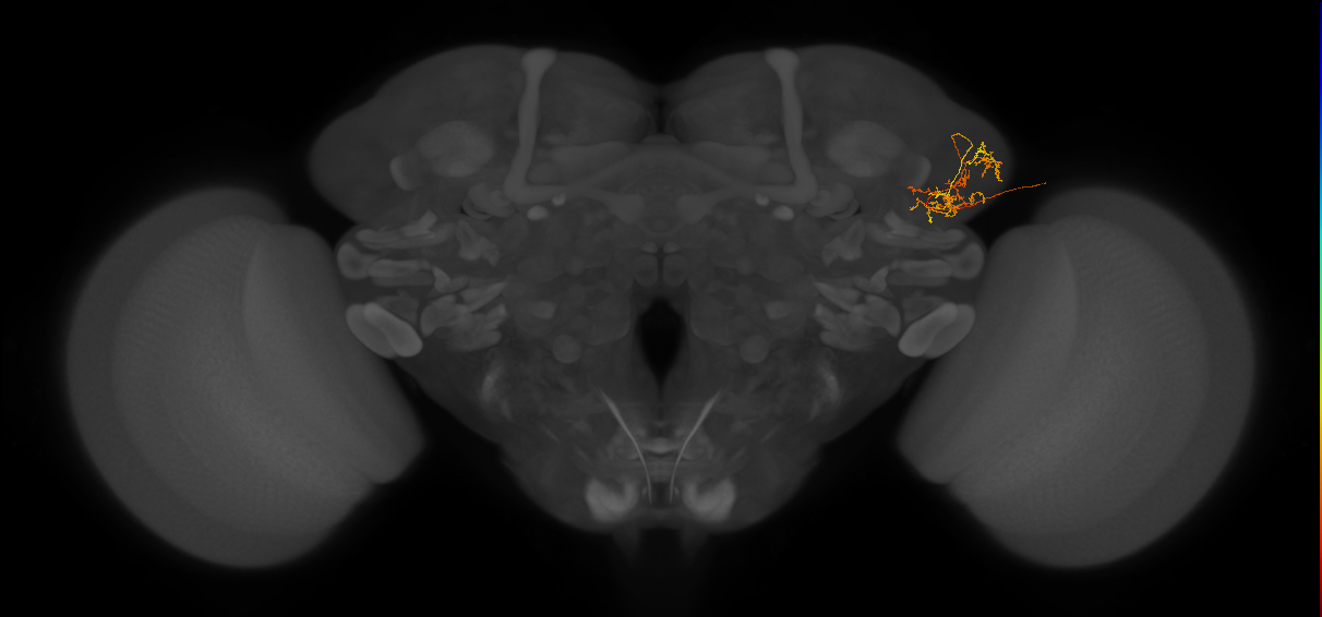 EM FAFB Dolan et al. 2019