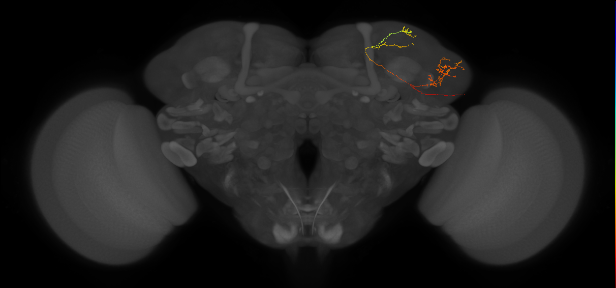 EM FAFB Dolan et al. 2019