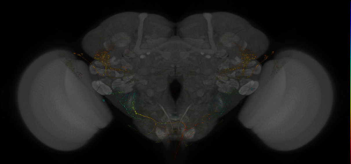 GAL4 Split expression patterns from Dolan et al. 2019