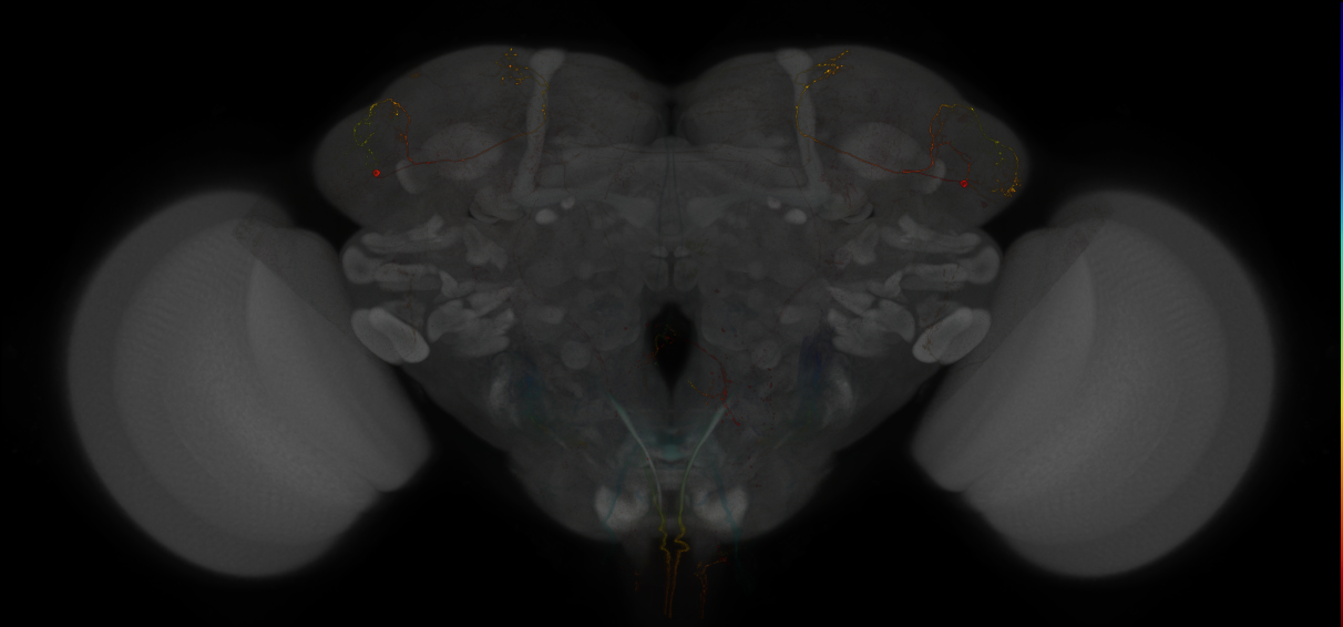GAL4 Split expression patterns from Dolan et al. 2019
