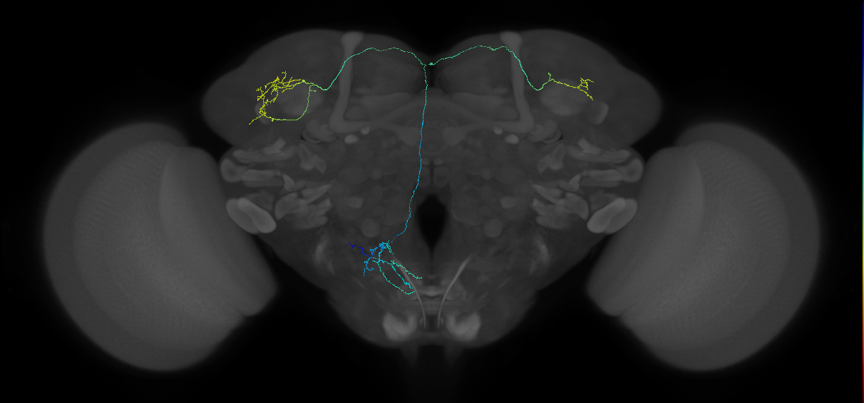 adult superior lateral protocerebrum gustatory projection neuron 2