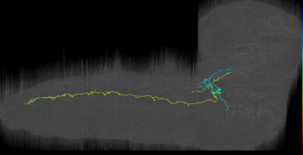 larval pair1 neuron