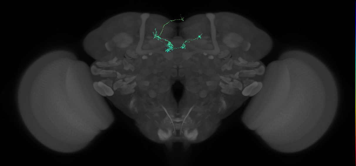 MBON-B'2mp_L (FAFB:5256152)