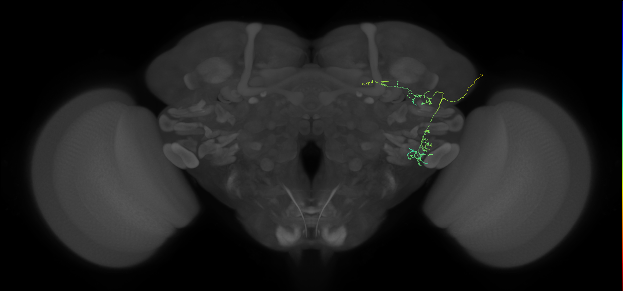EM FAFB Wang et al 2020c