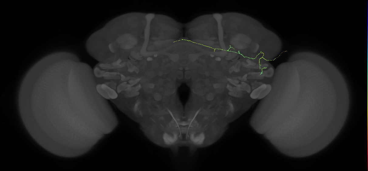 EM FAFB Wang et al 2020c