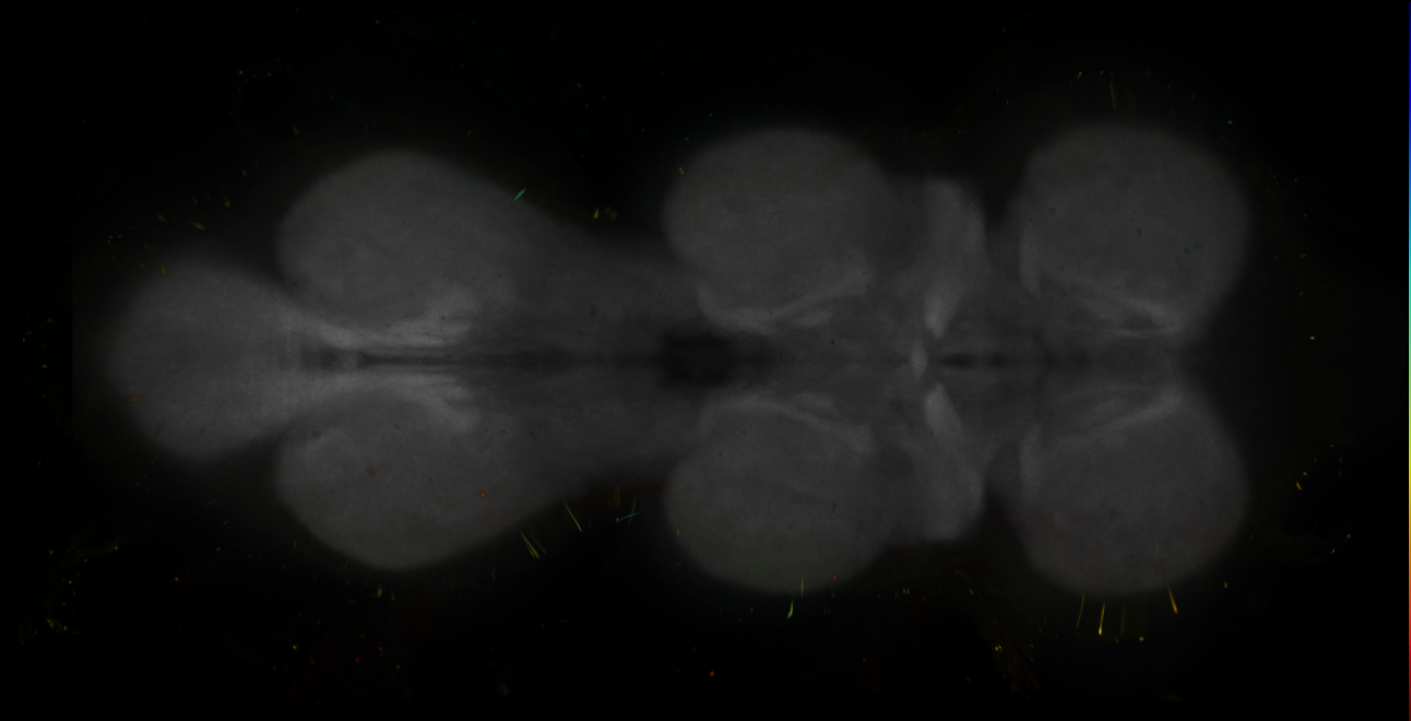 Split-GAL4 lines from Giraldo et al., 2018