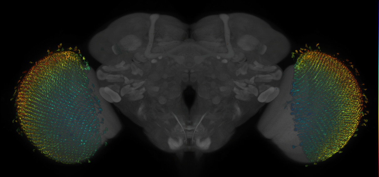 Split-GAL4 lines from Davis et al., 2020