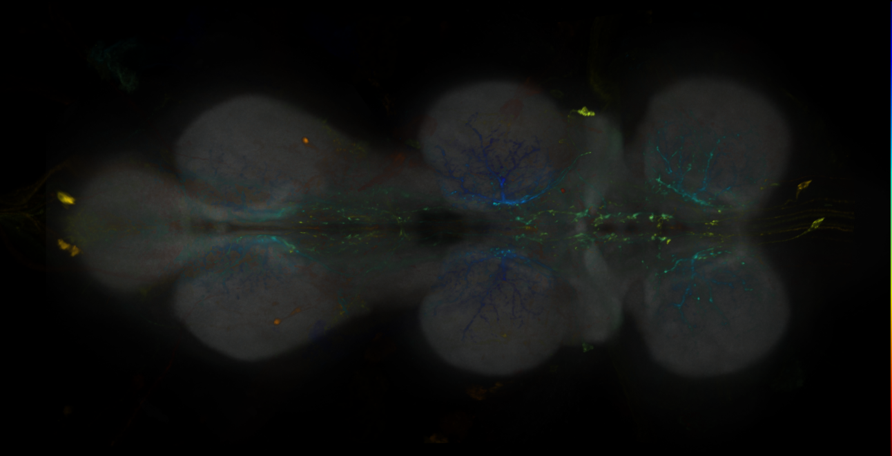 Split-GAL4 lines from Wang et al., 2020a