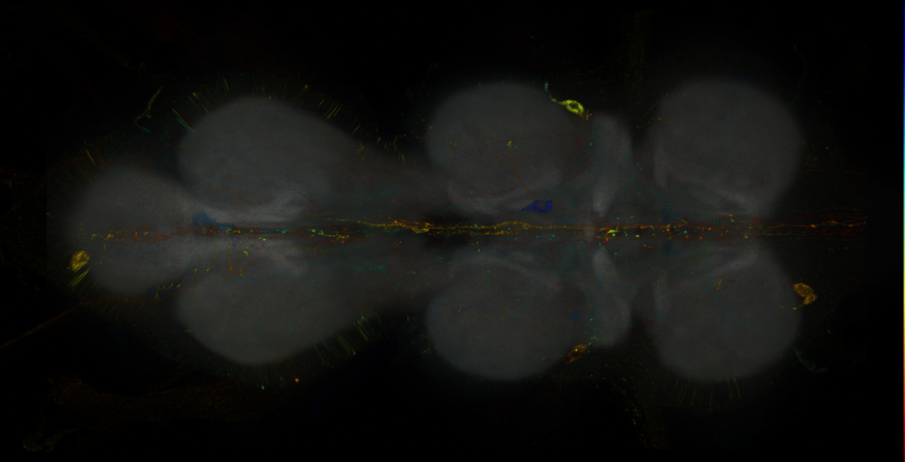 Split-GAL4 lines from Wang et al., 2020a