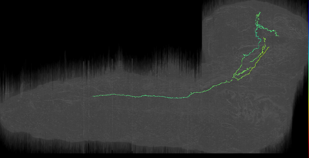 larval peptidergic neuron