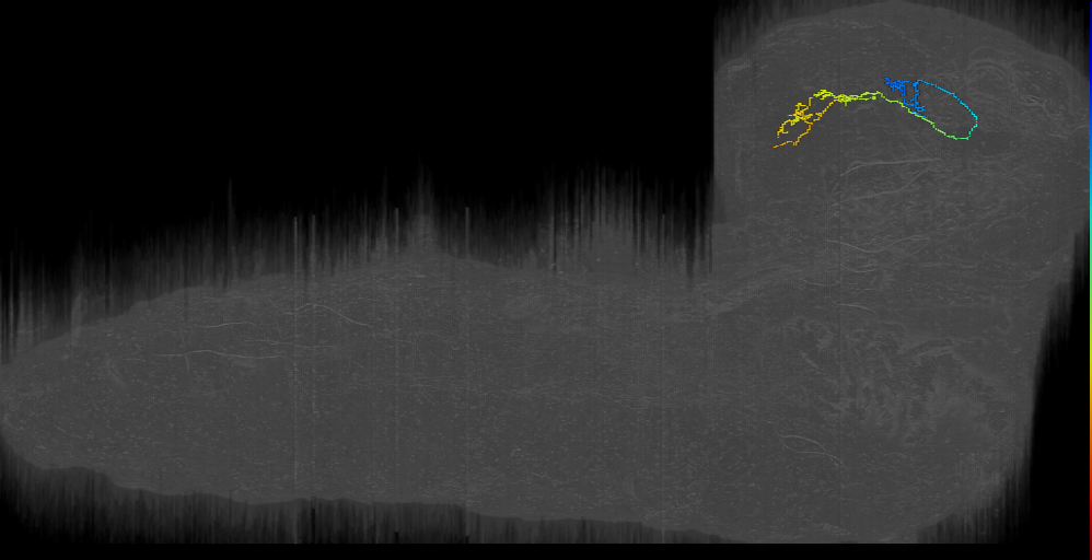 larval lateral horn neuron