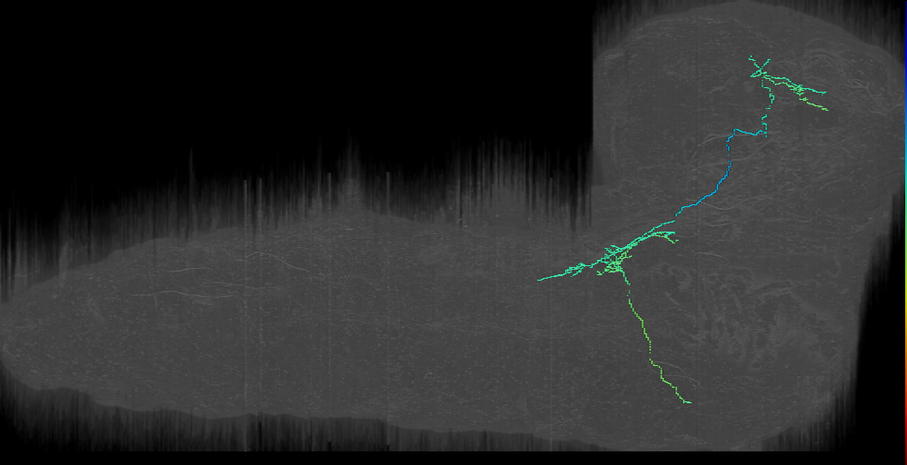 larval Capability neuron