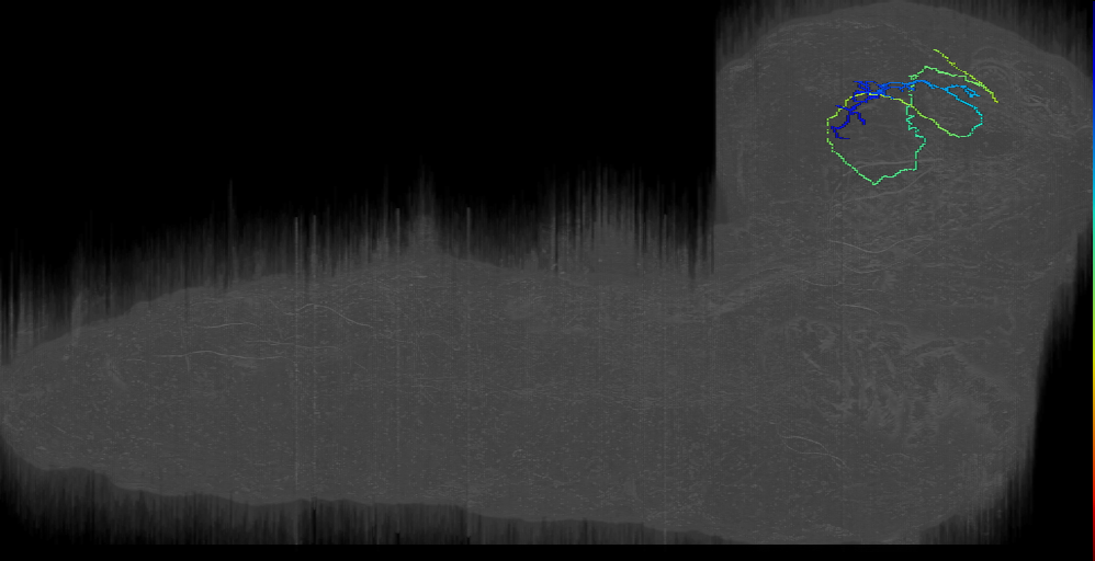 larval efferent neuron