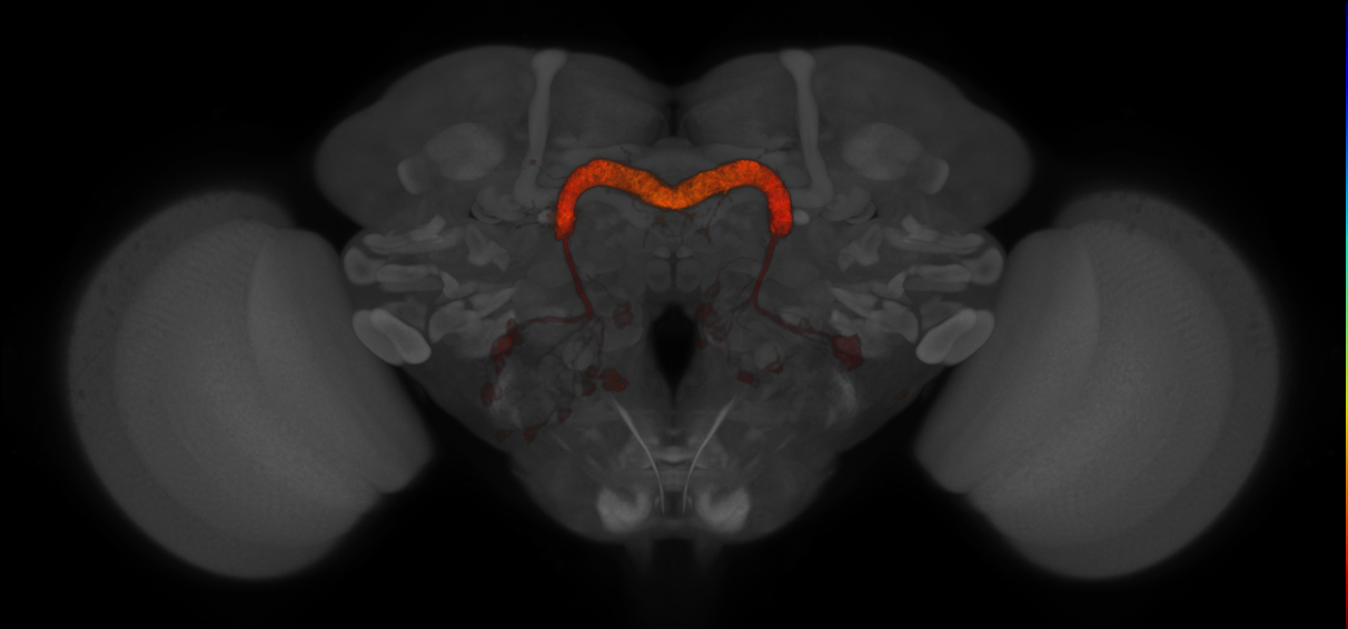 Split-GAL4 lines from Turner-Evans et al., 2020