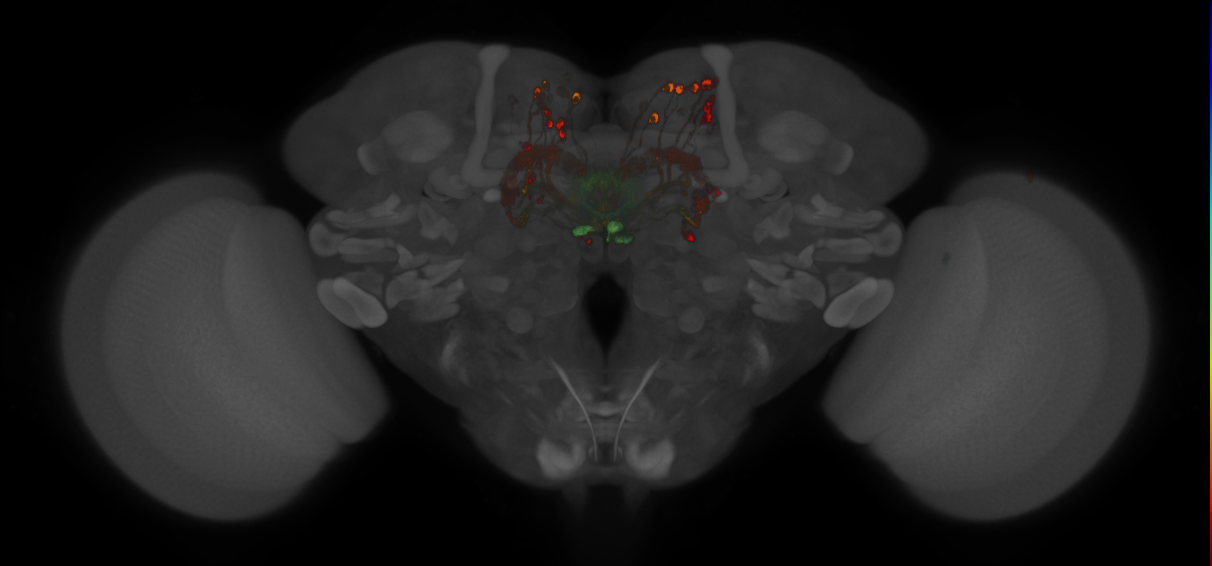 Split-GAL4 lines from Turner-Evans et al., 2020