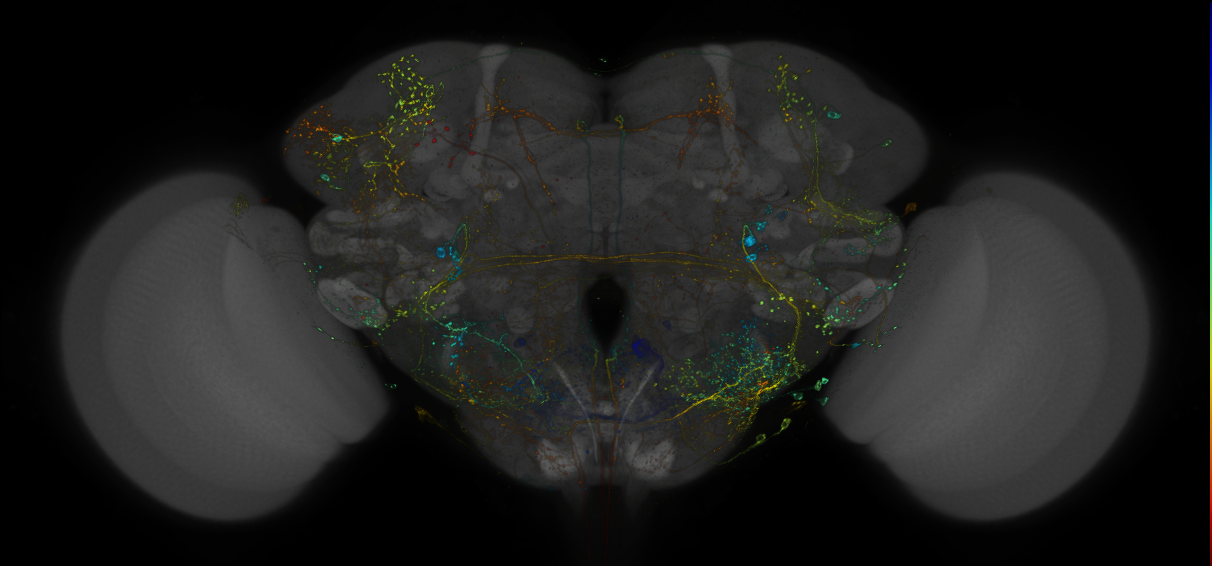 VDRC_VT025981-GAL4_MCFO_Brain_20170525_61_E3_40x