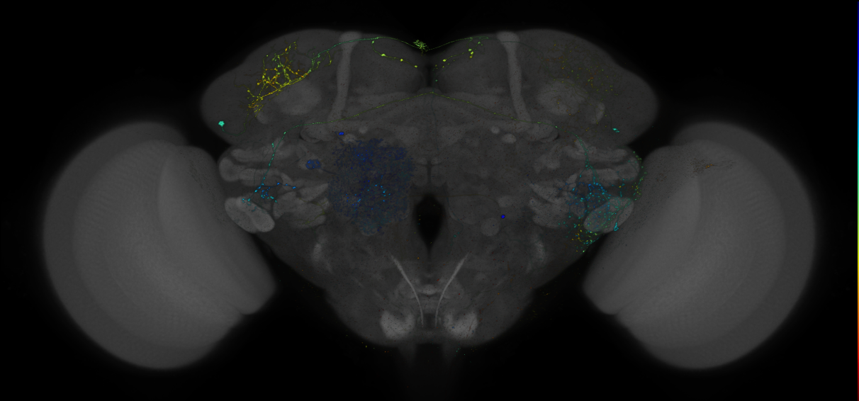 VDRC_VT026140-GAL4_MCFO_Brain_20170525_61_F2_40x