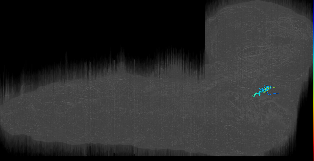 larval interneuron